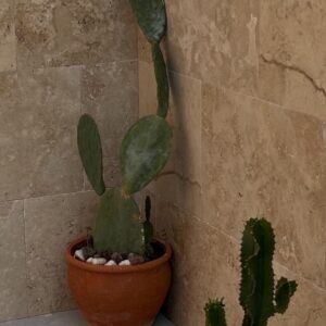 travertine-tiles-tumbled